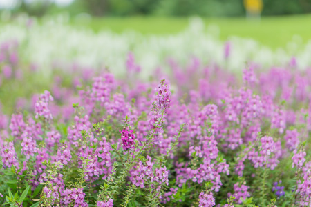 Summer and Vintage blur flower. (blurry background)の写真素材