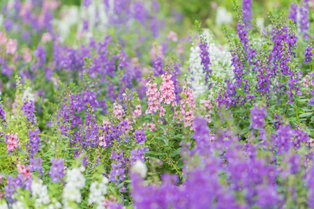 Summer and Vintage blur flower. (blurry background)の写真素材