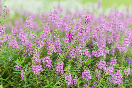 Summer and Vintage blur flower. (blurry background)の写真素材