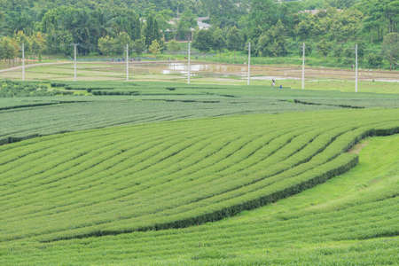 Tea plantation at Singha Park, Chiang Rai, Thailand