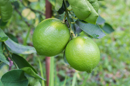 Lime fruit, Lime green tree hanging from the branches of it.の写真素材