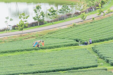 Tea plantation at Singha Park, Chiang Rai, Thailandの写真素材