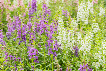 Summer and Vintage blur flower. (blurry background)の写真素材