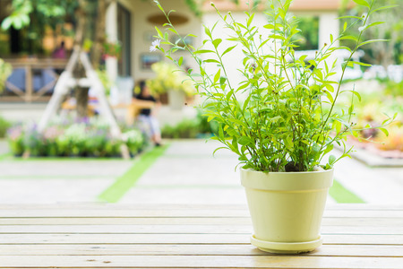 Potted plants and flowers pots decoration on wooden table.の写真素材