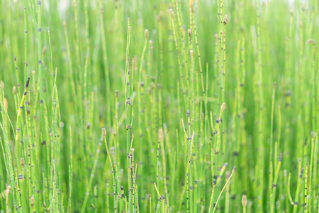 Grass flower with blured background with green toneの写真素材