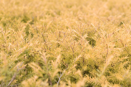 Yellow leaves backgroundの写真素材