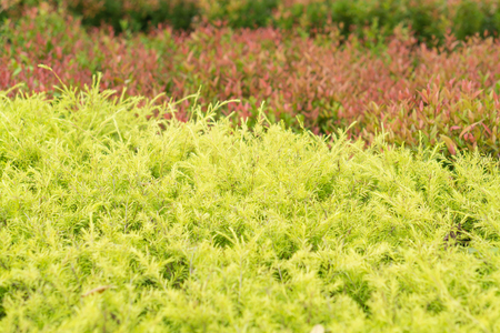 Green flower with blured background with green toneの写真素材