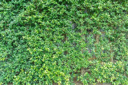 green leaves on wall backgroundの写真素材