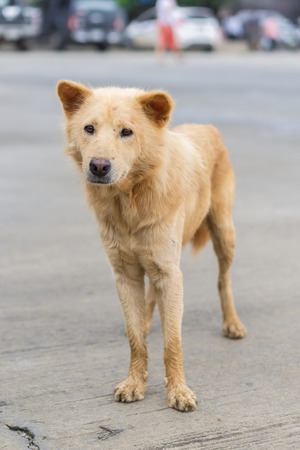 portrait of beautiful brownd dogの写真素材
