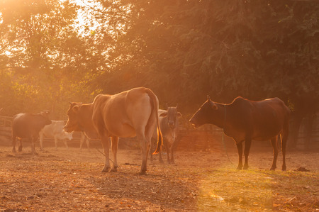 thailand countryside: cows on a stall   in during a foggy and warm lightの写真素材