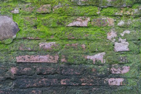 Moss green ferns old brick wall.の写真素材
