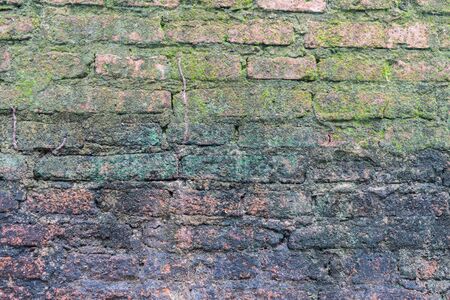 Moss green ferns old brick wall.の写真素材