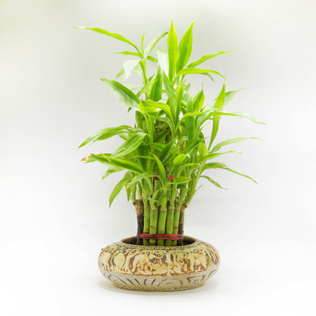 Dracaena braunii plants in flowerpot on white background.の写真素材
