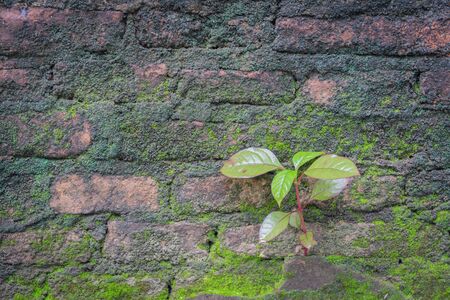 little tree and moss green ferns old brick wall.の写真素材