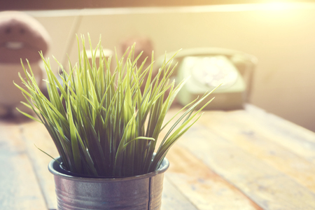 Decorative grass in flower pot, pot with fresh spring grass, House plant on a wooden table,coffee shop,cafeteria background.selective focus,vintage color.の写真素材