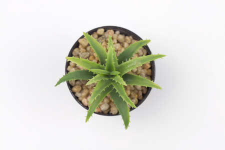 Top view of Beautiful green  flowers and ornamental plants in flowerpots on white background ,selective focusの写真素材