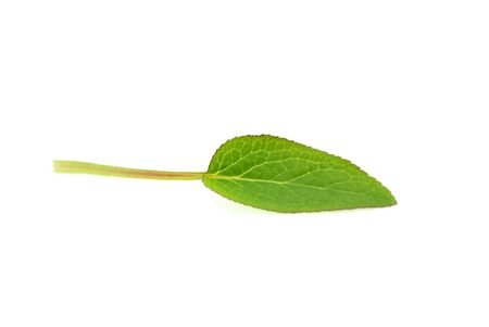 Green leaves isolated on white background.