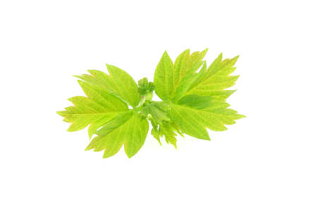 Green leaves isolated on white background.の写真素材