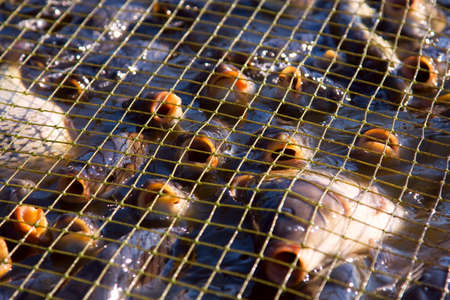 Close up of a fishing net full of fishesの写真素材