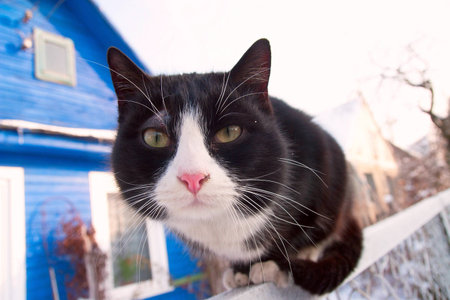 Cat sits and stares into the cameraの写真素材