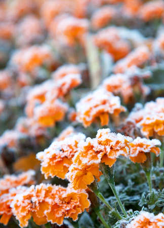 A variety of flowers covered with frost closeup shotの写真素材