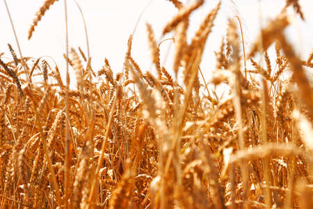 Yellow grain ready for harvest growing in a farm field