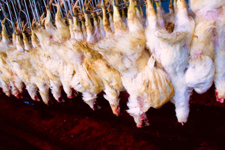 chicken semi-finished at the factory ready for dispatchの写真素材