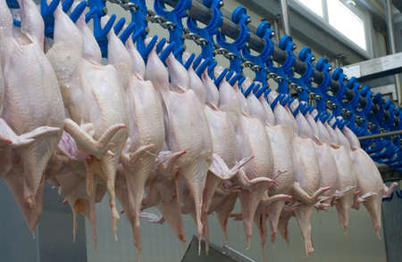 chicken semi-finished at the factory ready for dispatchの写真素材
