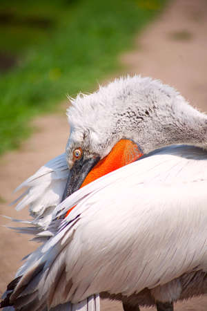 pelican hides his beak in  the feathersの写真素材
