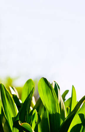 natural green background with selective focusの写真素材