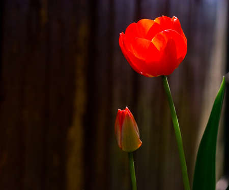 Red tulips against a backgroundの写真素材