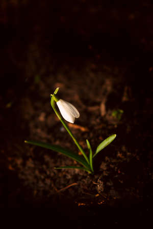 Spring Flowers - Snowdrop  on ground  backgroundの写真素材