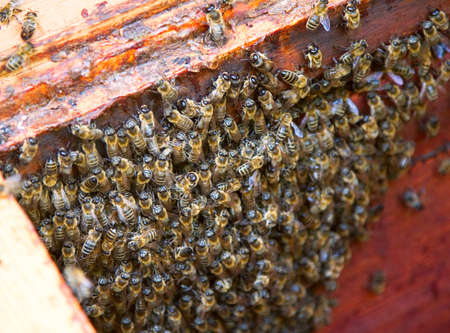 A lot of bees in the hive photographed close-upの写真素材
