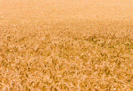 Golden wheat growing in a farm fieldの写真素材