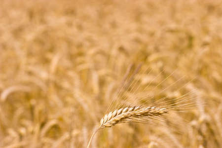 Golden wheat growing in a farm field, closeup on ears