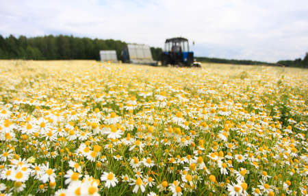 Field of colorful daisy with out of focus farm tractor in the backgroundの写真素材