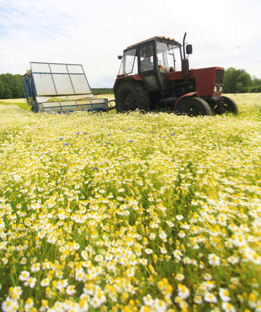 Field of colorful daisy with  farm tractor in the backgroundの写真素材