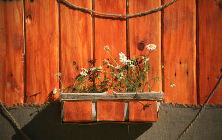 White daisies in a brown pot on a wooden の写真素材