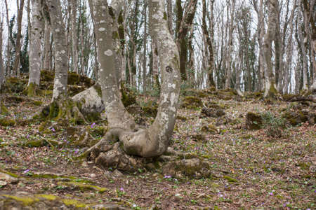 grove of trees Sataplia Nature Reserve in winter.の写真素材