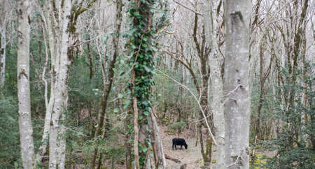 Cow among groves of trees in Sataplia Nature Reserve.