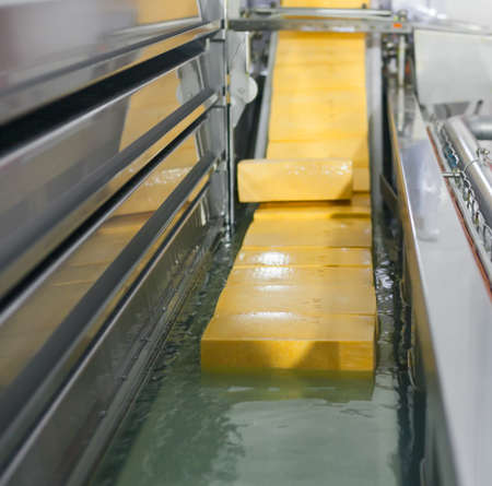 Yellow cheese production line for cheese factory.の写真素材