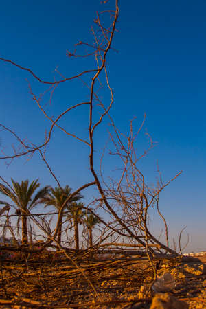 Palm Trees and Exotic Plants on the Background of Mountains.の写真素材
