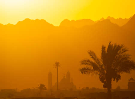 Palm Trees and Exotic Plants on the Background of Mountains.の写真素材
