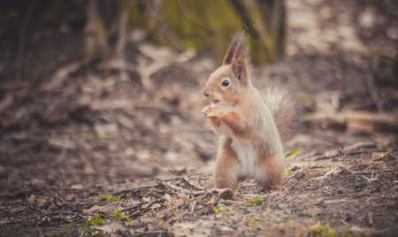 Squirrel in the park. Red squirrel. Squirrel eats on the grassの写真素材