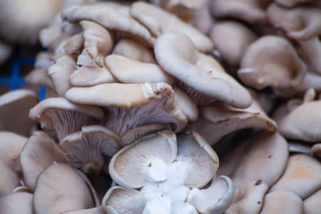 selling oyster mushroom at the vegetable market. High quality photo