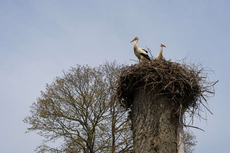 two storks sit in a nest on a sunny day. High quality photo