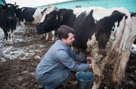 GRODNO, BELARUS - SEPTEMBER 12, 2013. a man and a cow on a farm