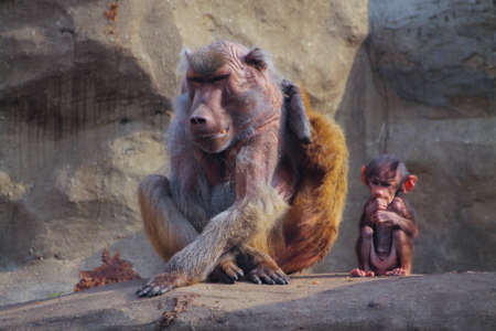 monkey family at the zoo