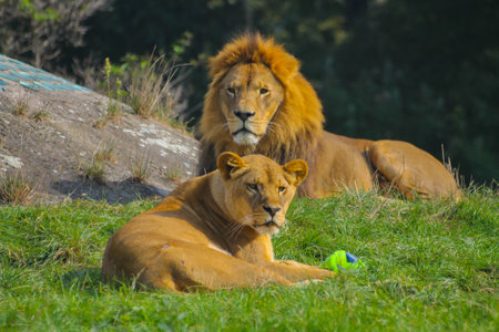 lion and lioness at the zooの写真素材
