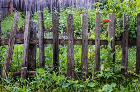 an old fence in the green foliage and grassの写真素材
